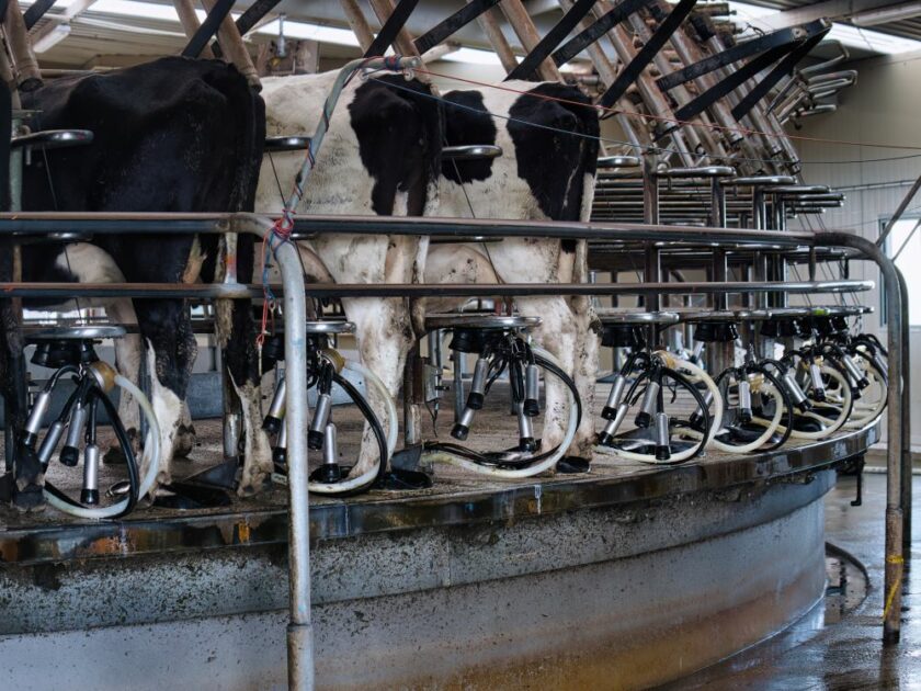 milking cows on a dairy farm. Canterbury